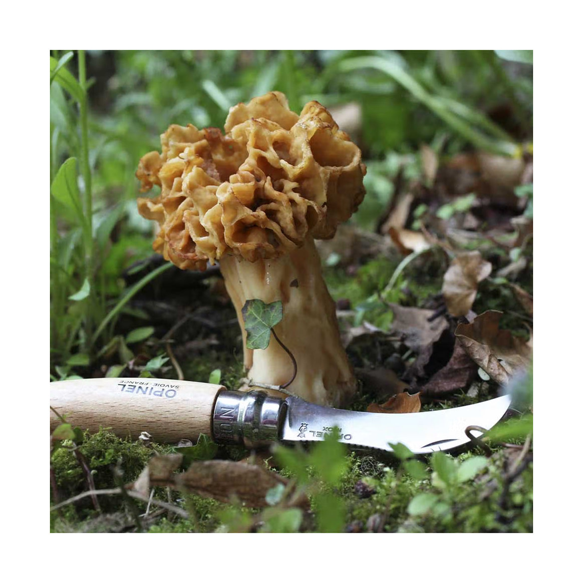 Mushroom Knife No8-3