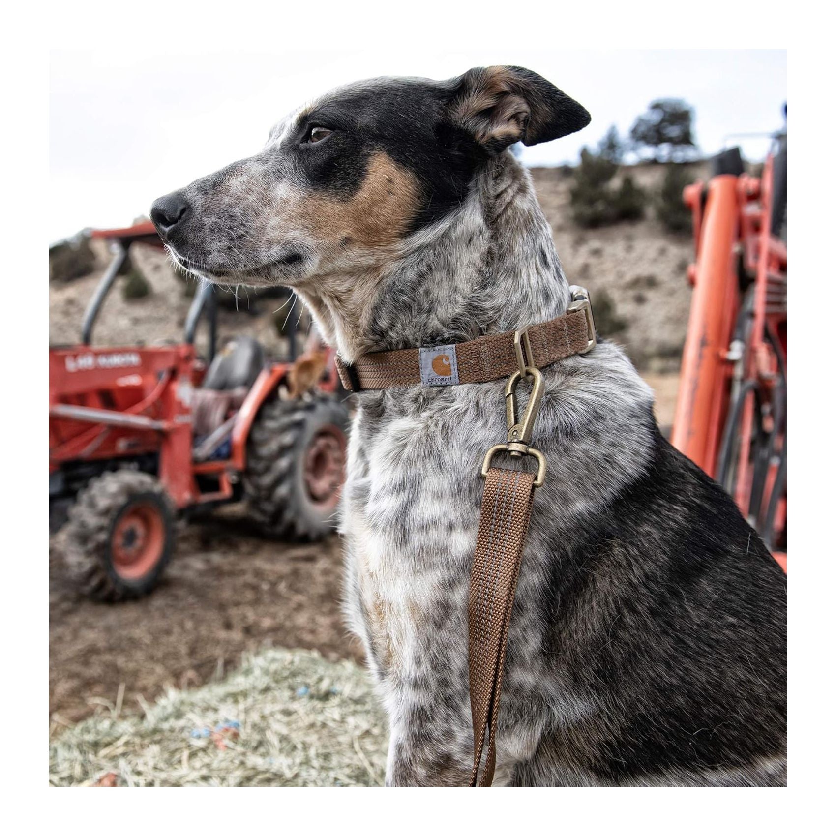 Tradesman Hundkoppel, Black